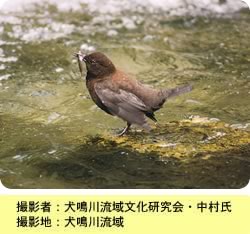 福岡県河川協会 水辺の鳥類図鑑